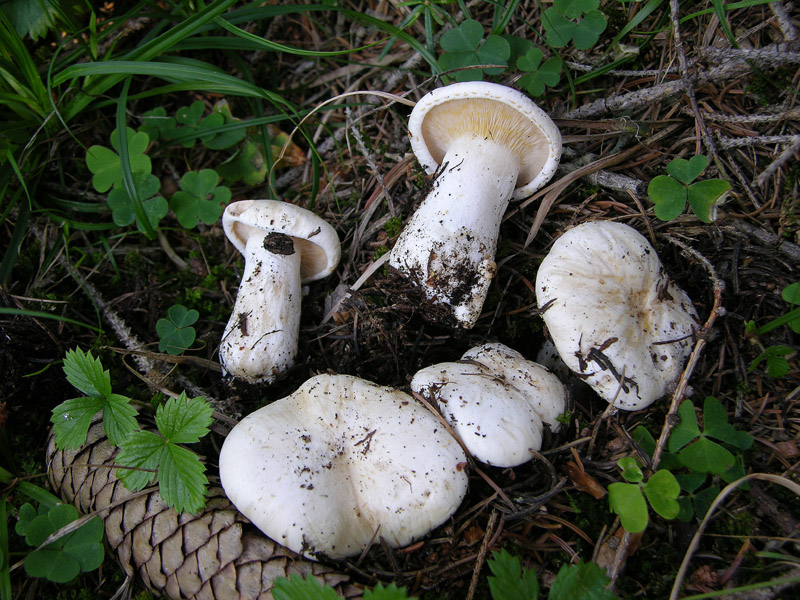 Leucopaxillus paradoxus da confermare.(cfr. L.candidus)
